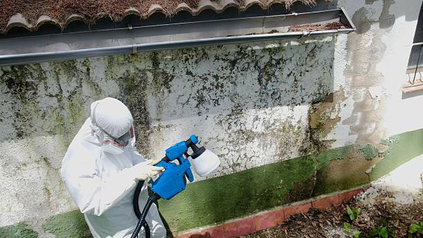 Top rated local Mold Remediation specialists in Union, NJ
